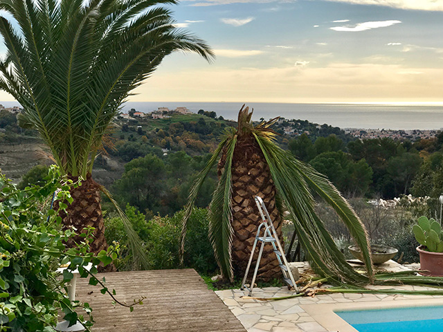 2016 het jaar van omvallende sterren en palmbomen