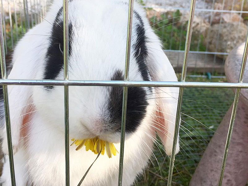 Jo kookt aan de Côte d’Azur: vrolijke wortelsoep
